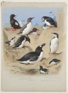 Guillemots, razorbill, puffin and auks, c.1915 by Archibald Thorburn