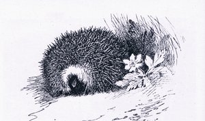 Hedgehog, Nature in Britain by Archibald Thorburn