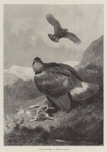 Highland Poachers