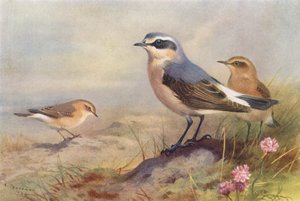 Isabelline Wheatear, Wheatear (male and female)