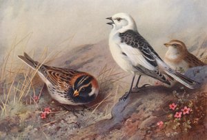 Lapland Bunting, Snow-Bunting (summer) (male and female)