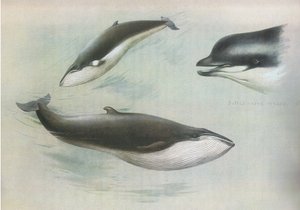 Lesser Rorqual and Rudolph