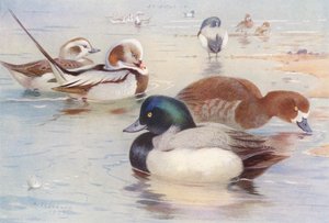 Long-Tailed Duck (male and female), Scaup-Duck (male and female) by Archibald Thorburn