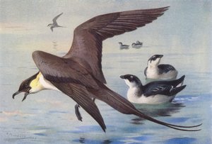 Long-Tailed Skua, Little Auk (winter) by Archibald Thorburn