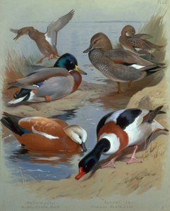 Mallard, Gadwell, Ruddy Shelduck