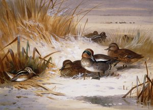 Mallard Widgeon and Snipe at the Edge of a Pool in Winter