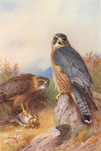 Merlin