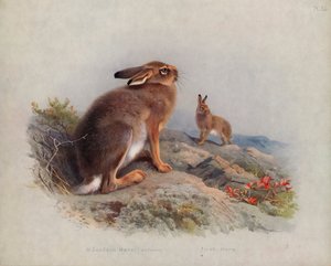 Mountain Hare (Autumn), Irish Hare