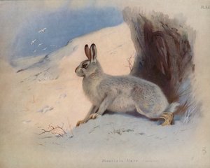 Mountain Hare (winter)