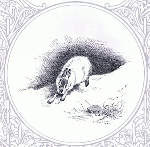 Mountain Hare, pub. by Book Club Associates