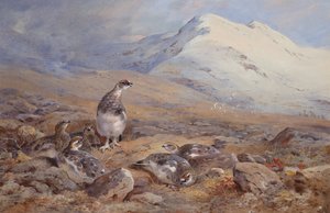 On the Ptarmigan Ground by Archibald Thorburn