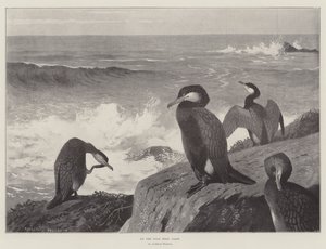 On the Wild West Coast by Archibald Thorburn