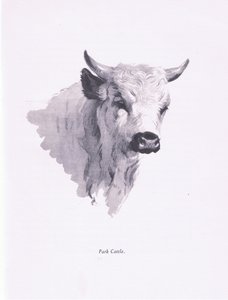 Park Cattle