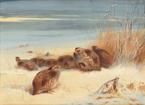 Partridge on a frosty morning
