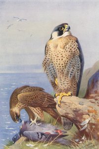 Peregrine Falcon by Archibald Thorburn