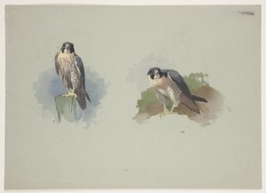 Peregrine falcon male, c.1915 by Archibald Thorburn