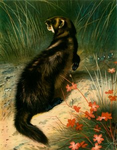 Polecat by Archibald Thorburn