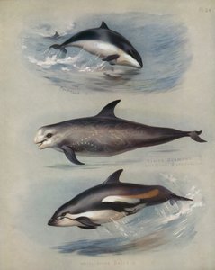Porpoise, Risso
