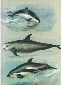 Porpoise, Risso