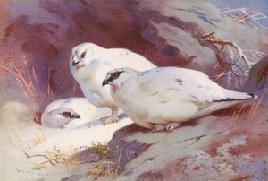 Ptarmigan (Male and Female, Winter) by Archibald Thorburn