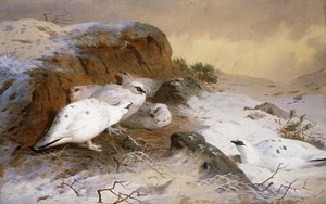 Ptarmigan in the Snow by Archibald Thorburn