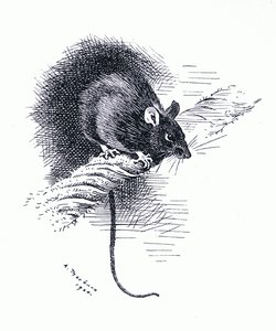 Rat, pub. by Book Club Associates