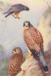 Red-Footed Falcon, Kestrel (male and female) by Archibald Thorburn