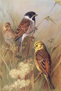 Reed-Bunting (male and female), Yellow Bunting or Yellow Hammer by Archibald Thorburn