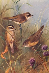Reed-Warbler, Sedge-Warbler, Marsh-Warbler by Archibald Thorburn