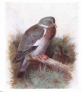 Ring Dove, from Birds of the British Isles and Their Eggs by Archibald Thorburn