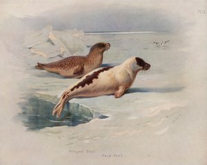 Ringed Seal, Harp Seal by Archibald Thorburn