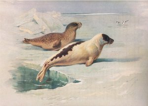 Ringed Seal and Harp Seal, from Thorburn