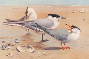 Sandwich Tern (adult and young), Common Tern