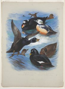 Scoters and stellers eider, c.1915 by Archibald Thorburn