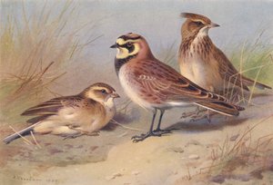 Short-Toed Lark, Shore-Lark, Crested Lark