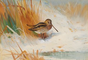 Snipe in the rushes