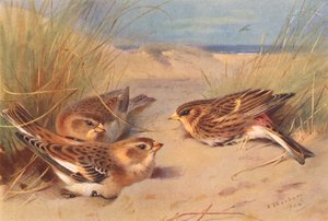 Snow-Bunting (winter), Twite