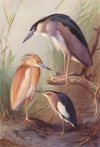 Squacco Heron, Night Heron, Little Bittern