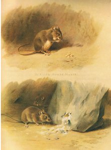 St Kilda House Mouse and Common Mouse, from Thorburn