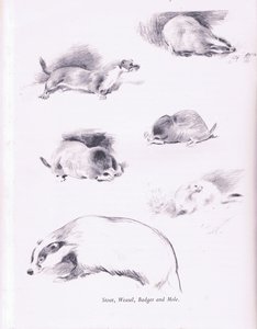 Stoat, Weasel, Badger and Mole