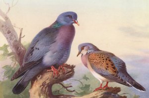 Stock-Dove, Turtle-Dove