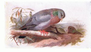 Stock Dove, from Birds of the British Isles and Their Eggs