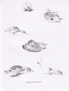 Studies of Mallard Ducks by Archibald Thorburn