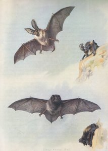 The Barbastelle by Archibald Thorburn