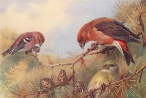 Two-Barred Crossbill, Crossbill (male and female) by Archibald Thorburn