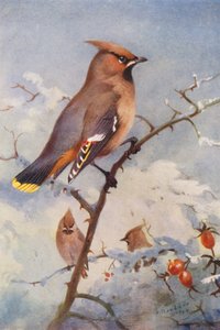 Waxwing by Archibald Thorburn