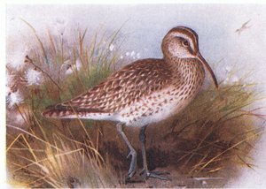 Whimbrel, from Birds of the British Isles and Their Eggs