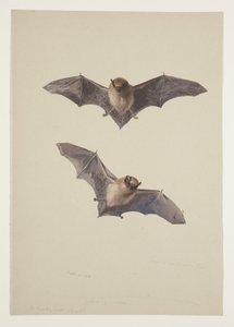 Whiskered bat, c.1915