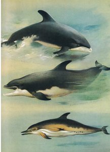 White-Beaked Dolphin, Bottle-Nosed Dolphin and Common Dolphin, from Thorburn