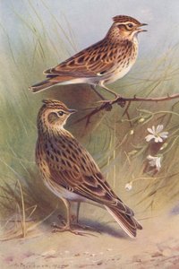 Wood-Lark, Sky-Lark by Archibald Thorburn